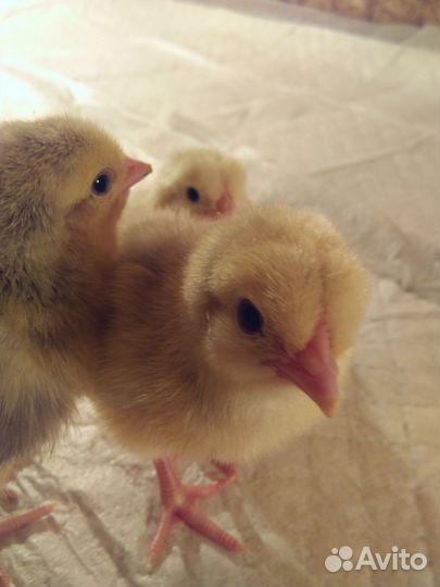 Петушки Ломан Браун