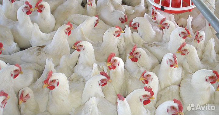 Бройлерные цыплята на забой 2 - 3 кг