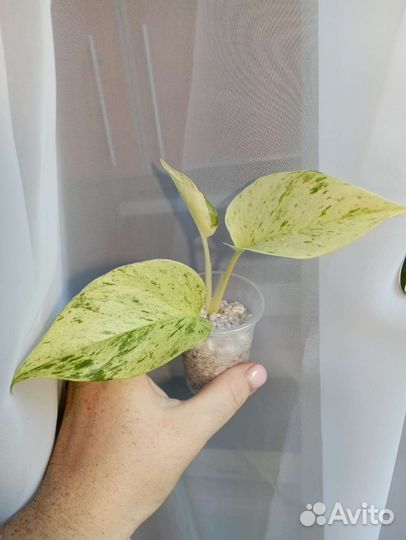 Эпипремнум Сциндапсус I