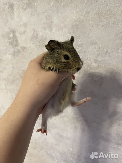 Морские свинки