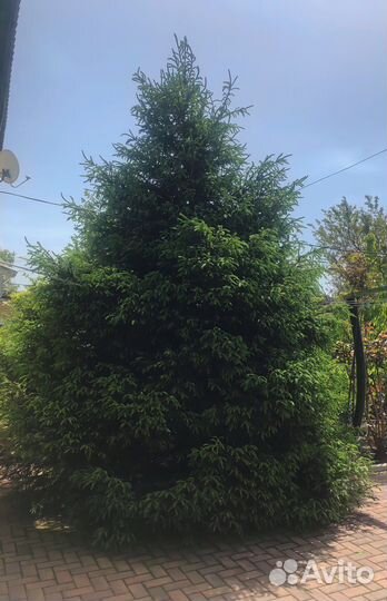 Живые елки 2 шт