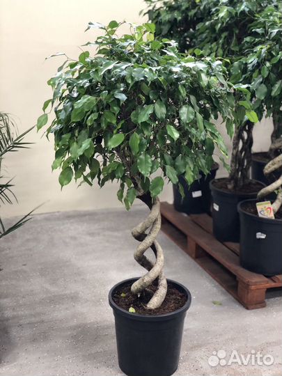 Фикус бенджамина экзотика двойная спираль