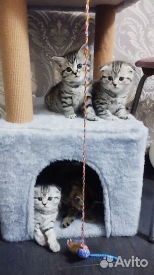 Шотландские вислоухие котята