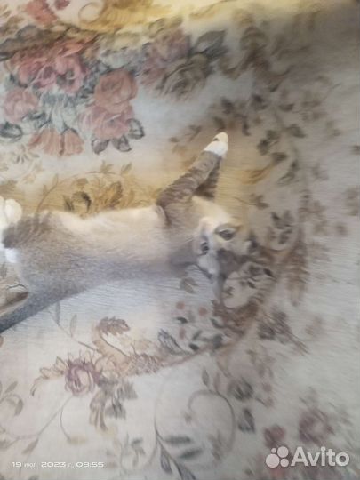 Котята европейской бурмы