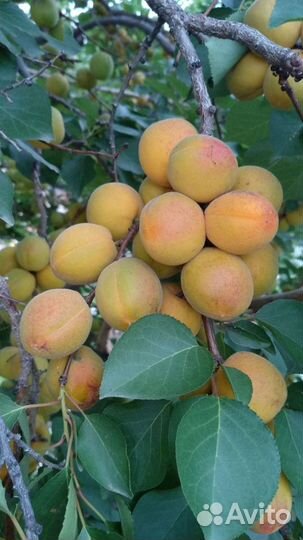 Абрикосы