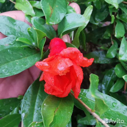 Гранат сорт Бельбек