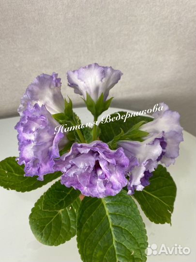 Глоксиния сортовая