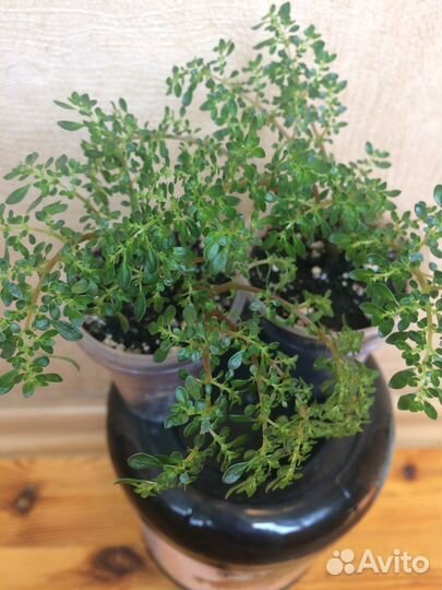 Комнатные растения