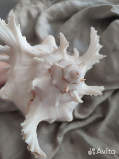 Раковина морская Мурекс