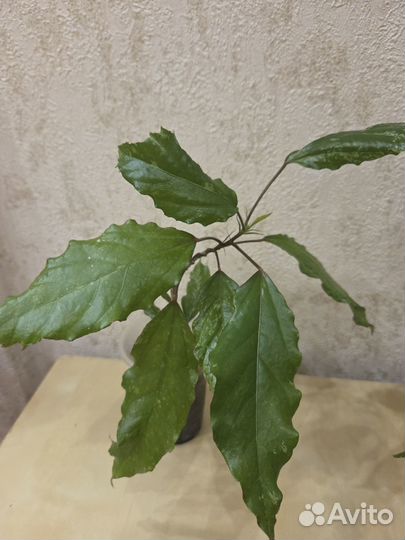 Гибискус Вариегата (Пестролистный)