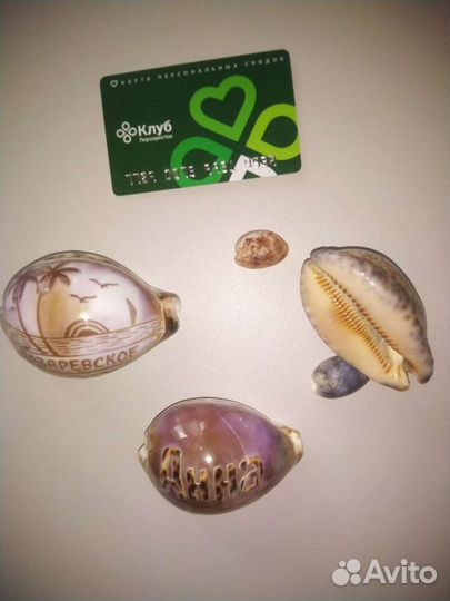 Морские ракушки