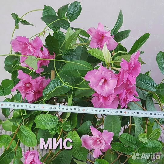 Дипладения. Мандевилла