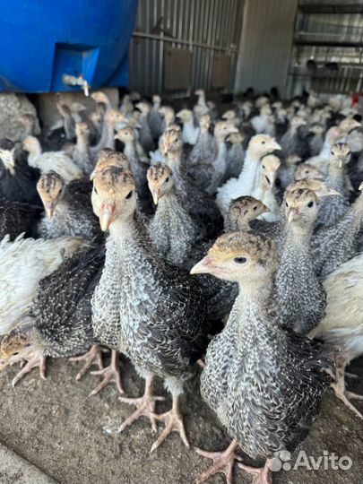 Индюшата 2 месяца