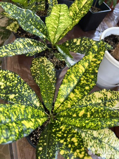 Кодиеум кротон Gold San