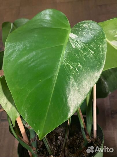 Монстера альба