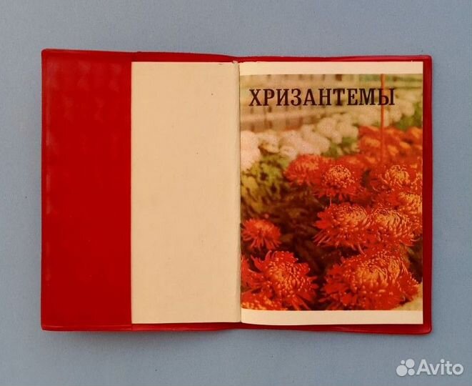 Справочник-памятка по садоводству Хризантемы 1989