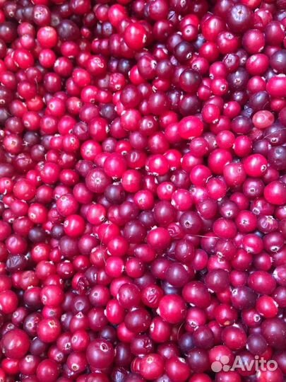 Клюква, брусника