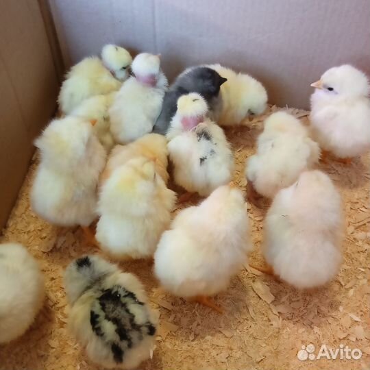 Цыплята