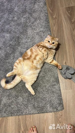 Шотландский вислоухий кот вязка