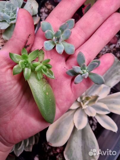 Суккуленты, набор суккулентов