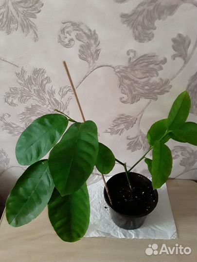 Лимон сорт Пандероза