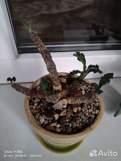 Местоклемма, эуфорбия, дорстения