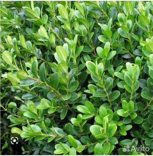 Растения Самшит,Гибискус