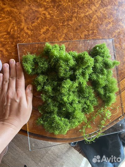 Растения в аквариум живые