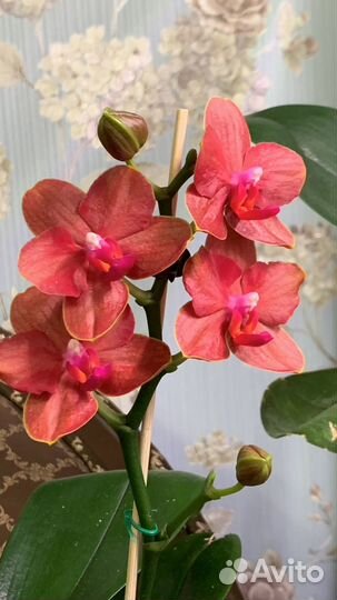 Орхидея Phal. Tying shin Baby smile 