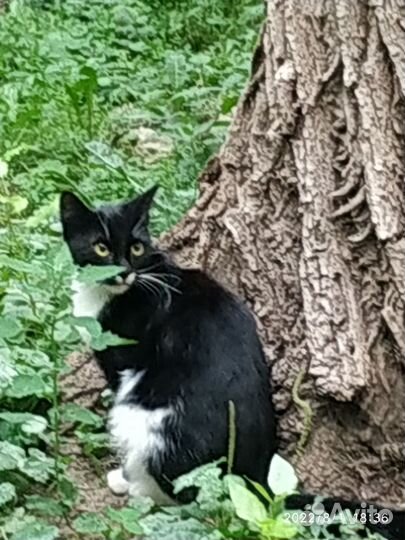 Котенок от домашней кошки в добрые руки