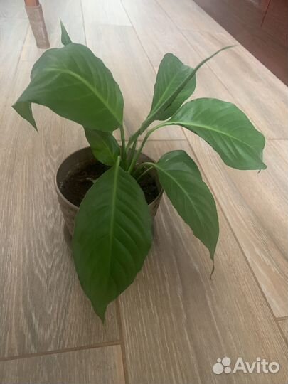 Спатифиллум