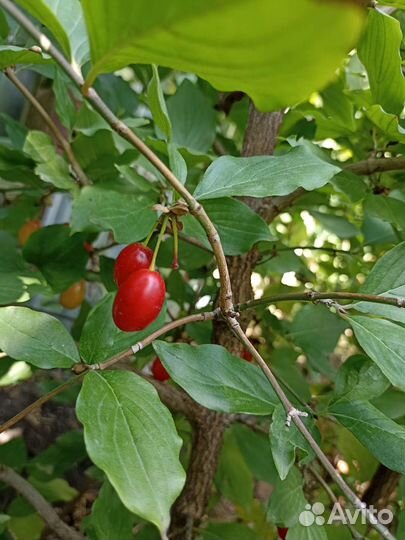 Кизил, деревья, 3 года, начали плодоносить 1 год