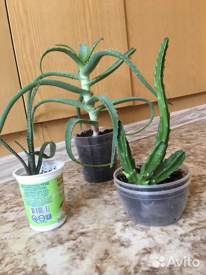 Комнатные цветы. Суккуленты