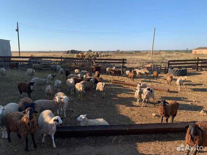 Баранчики 2023 года