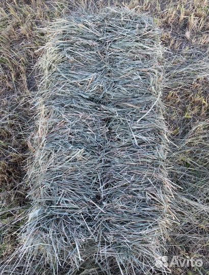 Сено (разнотравье)в тюках с доставкой