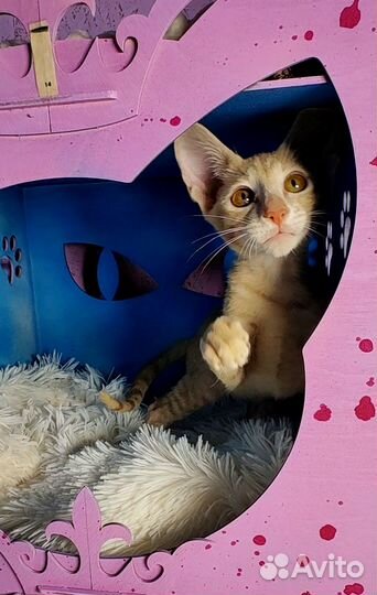 Ориентальные урчалки