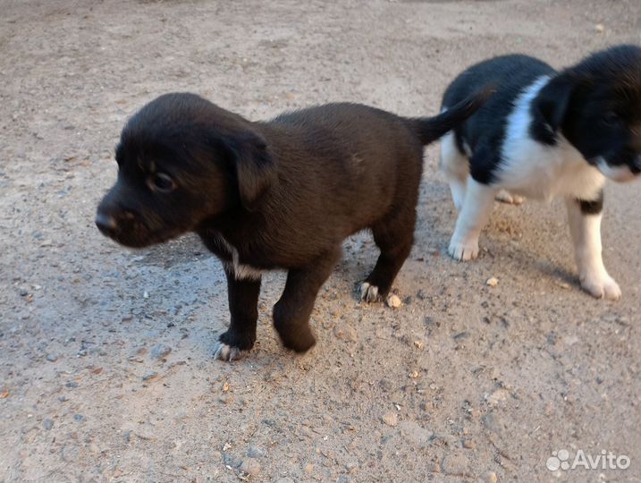 Щенки