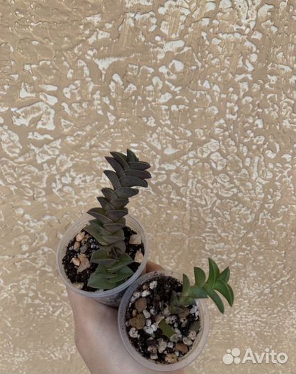 Часть 5. Суккуленты, дихондра, Каллизия