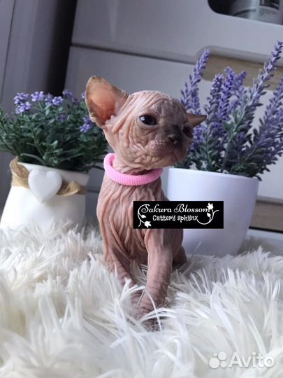 Канадский сфинкс с родословной