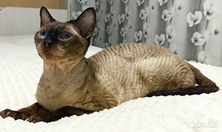 Девон-рекс вязка