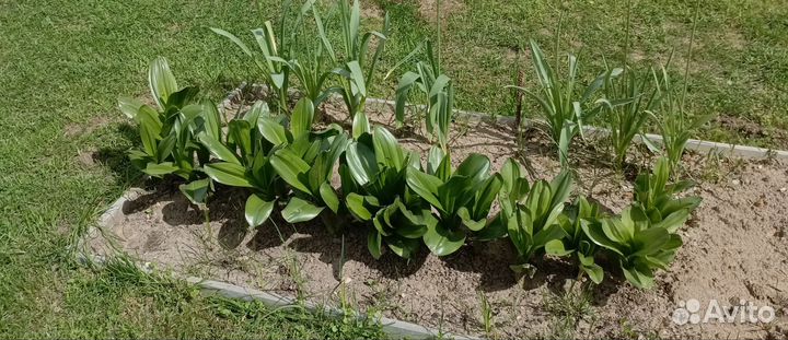 Цветы для дачи и сада