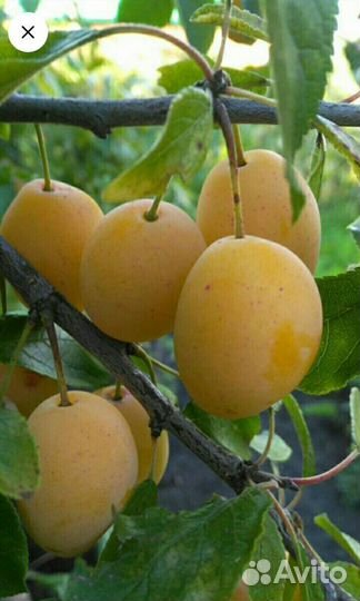 Саженцы желтой сливы
