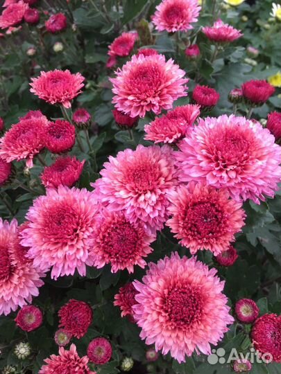 Хризантемы мультифлора