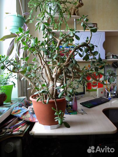 Крассула (Денежное дерево или Толстянка)