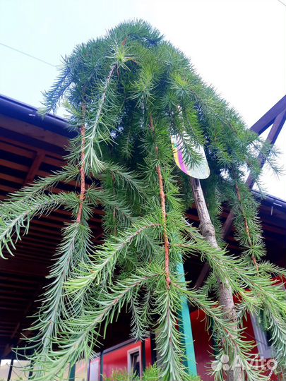 Лиственница - Пендула/ Larissa decidua Pendula