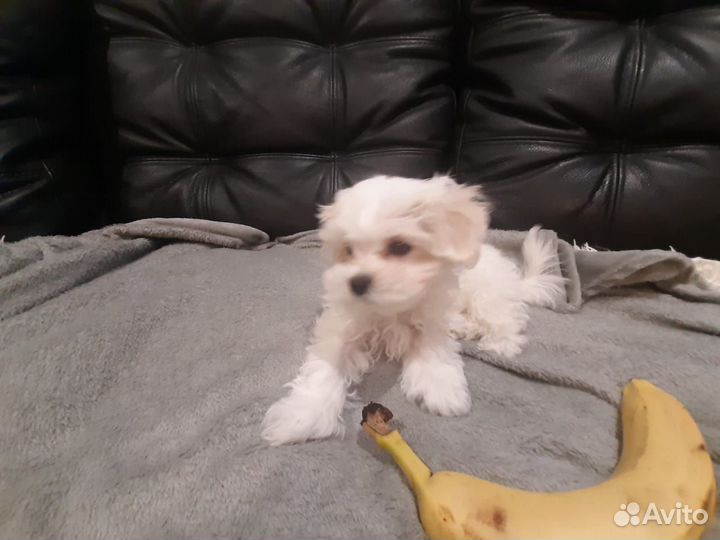 Мальтийская болонка мальчик