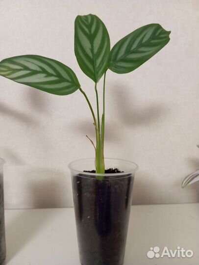 Калатея ктенанта