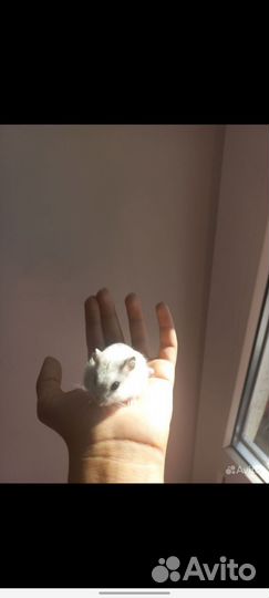Джунгарский хомяк