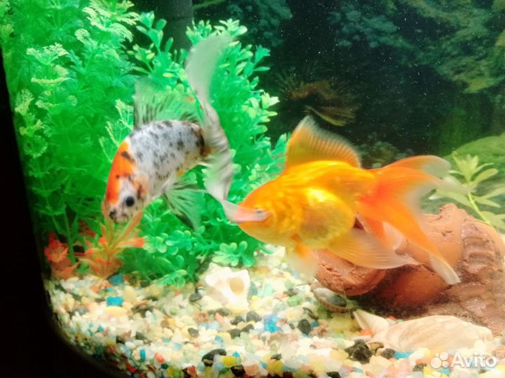 Рыбки обмен