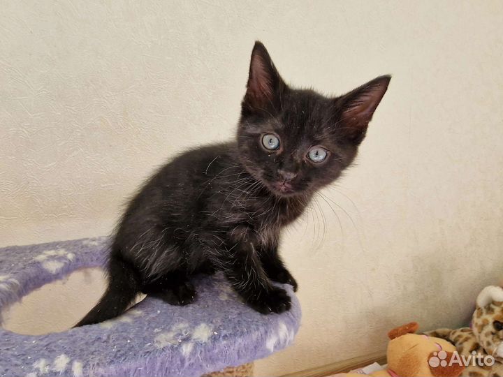 Кошки в добрые руки